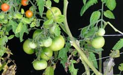 Tomater i haven